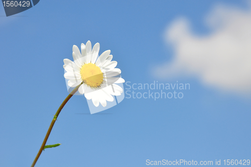 Image of Oxeye daisy (Leucanthemum vulgare)