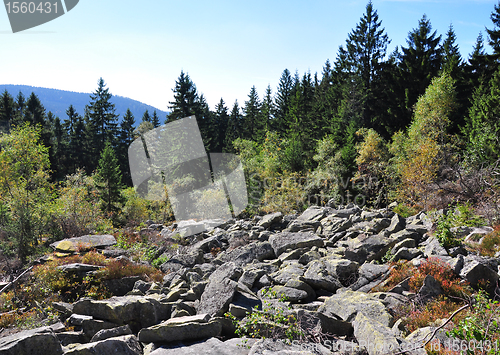 Image of Rock habitat in the Bavarian Forest