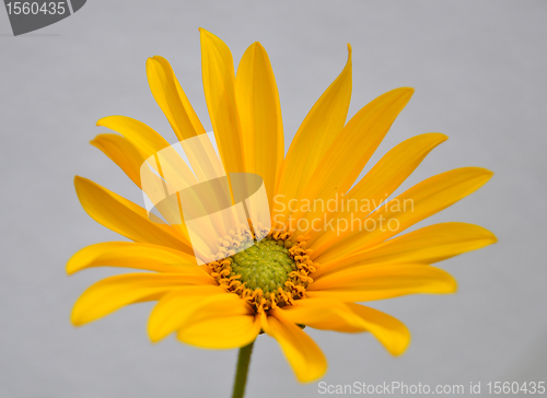 Image of Small sunflower