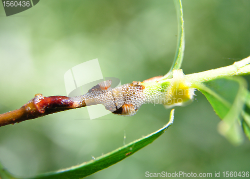 Image of Spittlebug nymphs on willow