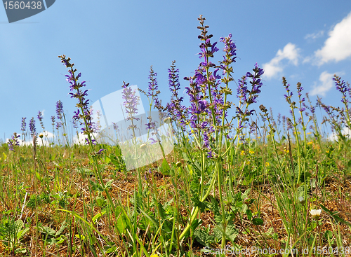 Image of Meadow sage (Salvia pratensis)