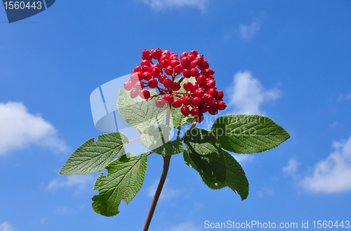 Image of Wayfaring tree (Viburnum lantana)