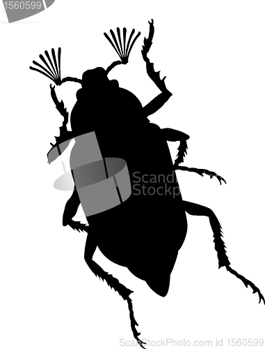 Image of Maybug