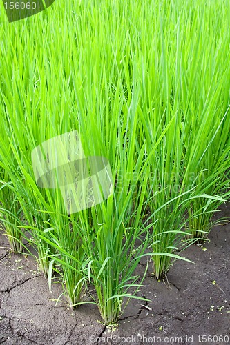 Image of Rice Field