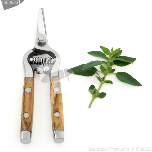 Image of Marjoram Herb and Secateurs