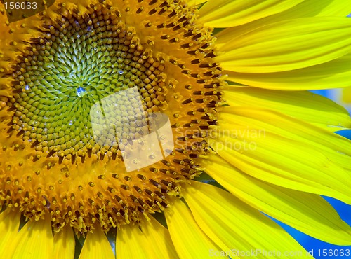 Image of Sunflower