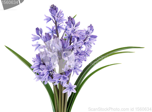 Image of Bluebell Flowers