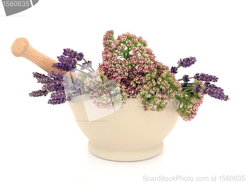 Image of Lavender and Valerian Herb Flowers