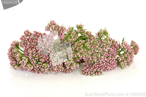 Image of Valerian Herb Flowers