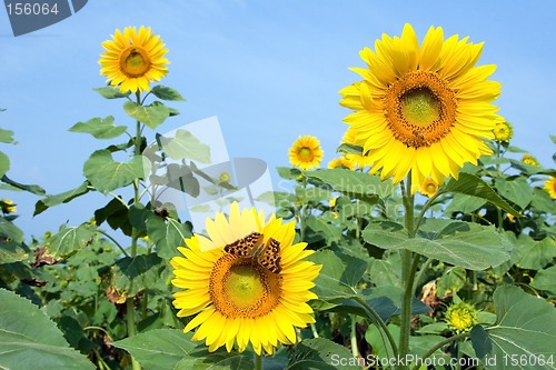 Image of Sunflower II