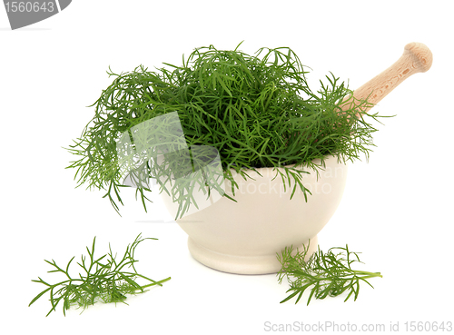 Image of Fennel Herb