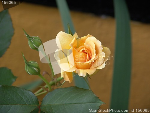 Image of Yellow Rose with Buds and a tear