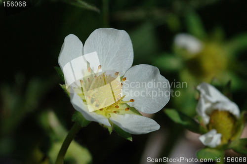 Image of Strawberry flower