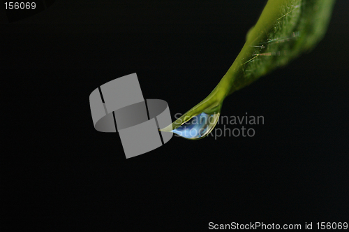 Image of Wet leaf