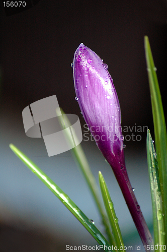 Image of Wet Crocus