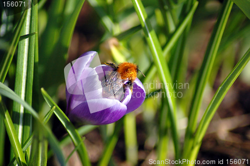 Image of Bumblebee in Crocus