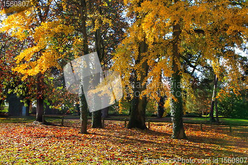 Image of Forest in autumn