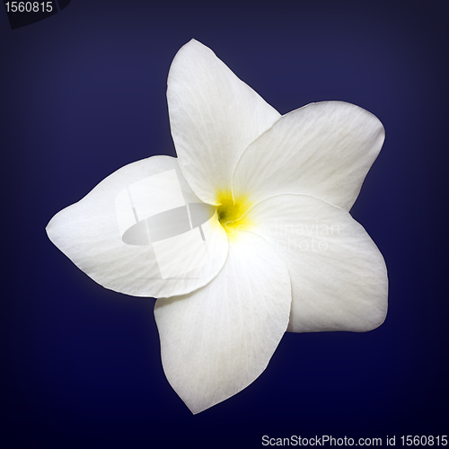 Image of white flower