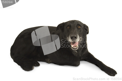 Image of Happy Adult Black Labrador Retriever dog isolated on White