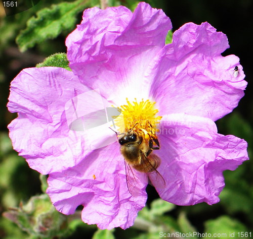 Image of Flower bee