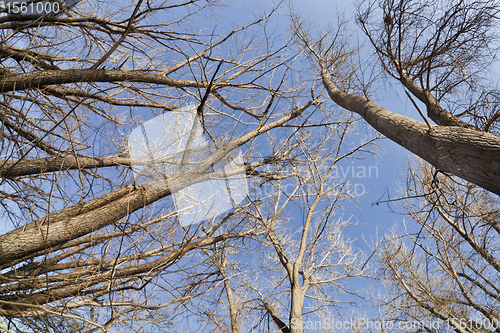 Image of winter trees and sky