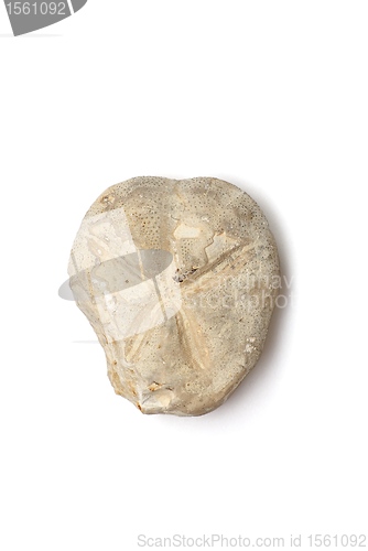 Image of Fossilized sea urchin isolated 