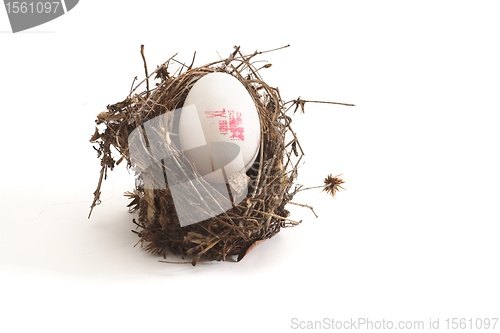 Image of Small bird nest with XL egg isolated