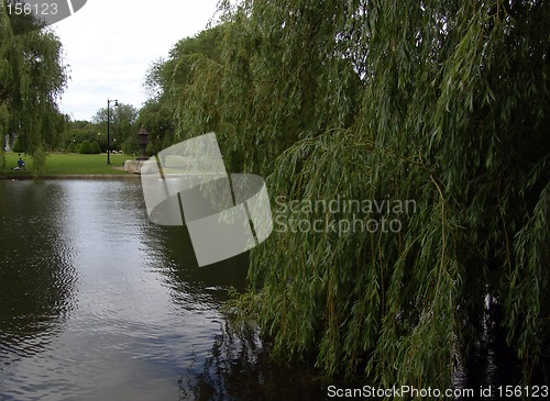 Image of Boston Public Gardens Willow Tree