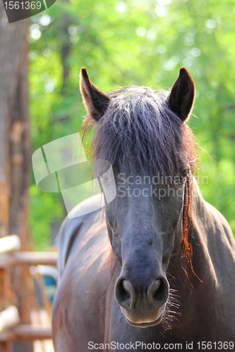Image of brown horse portrait