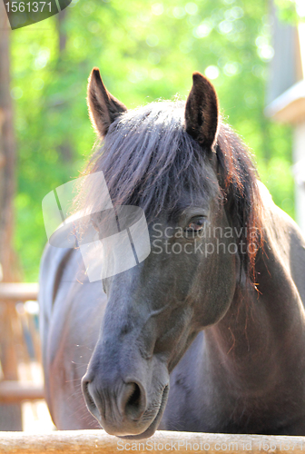 Image of horse portrait