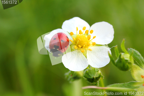 Image of ladybug on white flower macro
