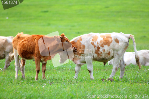 Image of young bulls on green meadow