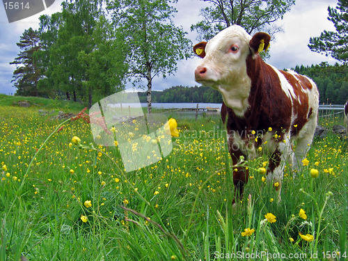 Image of Cute calf