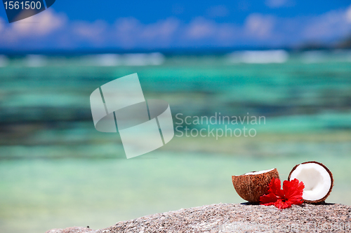 Image of Coconut on tropical coast