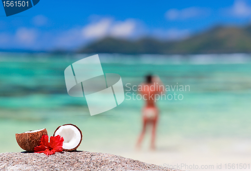 Image of Coconut on tropical coast