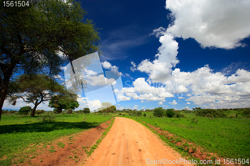 Image of Tarangire national park