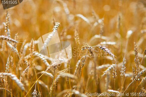 Image of Golden wheat field