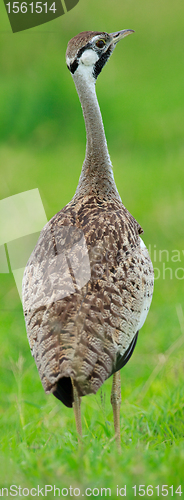 Image of Hartlaubs bustard