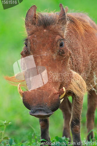 Image of Warthog