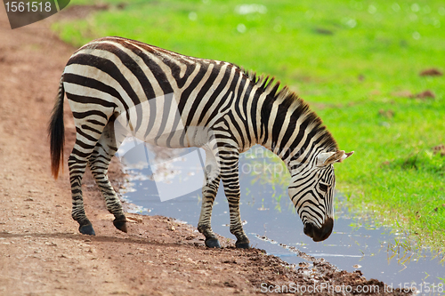 Image of Zebra