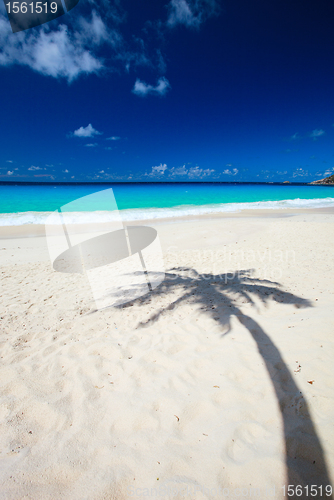 Image of Palm tree shadow on beach