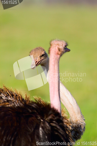 Image of Ostrich family