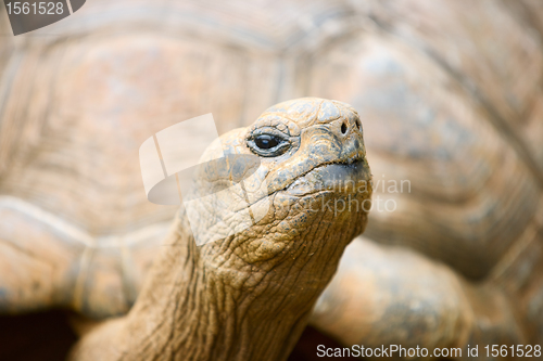 Image of Giant turtle