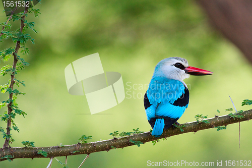 Image of Woodland kingfisher