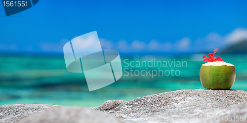 Image of Coconut on tropical coast