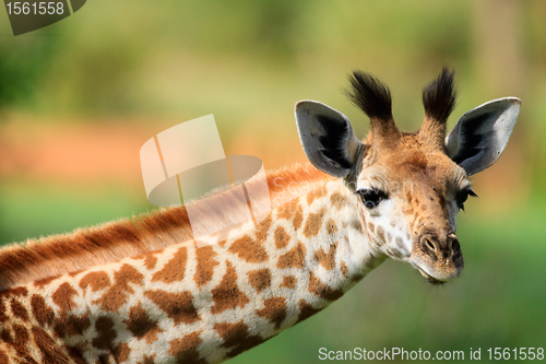 Image of Young giraffe