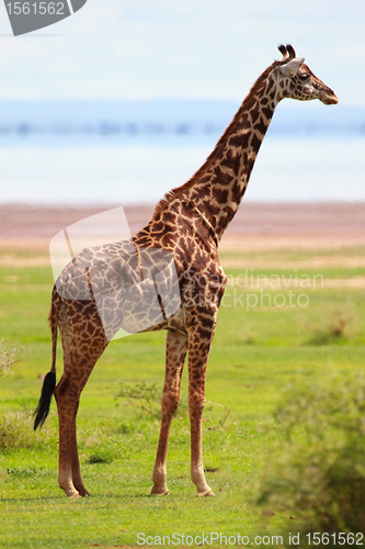 Image of Giraffe