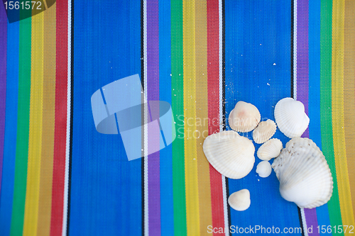 Image of Shells on colorful background
