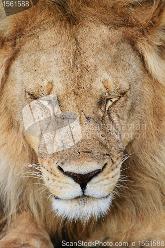 Image of Lion