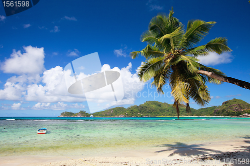 Image of Palm tree hanging over beach